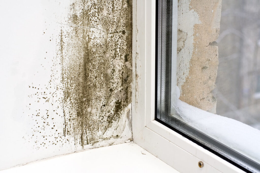mold inspections